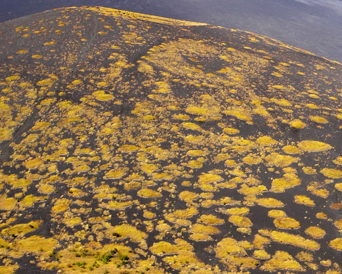 ��c�ˏ�ˎR���̃p�C�I�j�A�A���Q