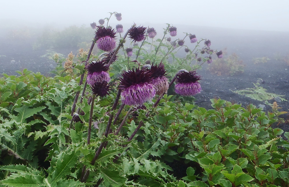 ��i�R�`��c�ˁ@�@�t�W�A�U�~�A�C�^�h���͔���������