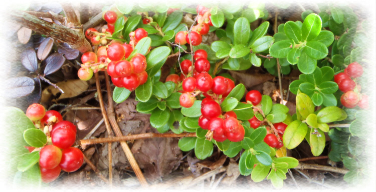 �x�m�R�䒆���E����x-���@�Q�@�@�@�ʎ��������R�P�����i�ۓ��j