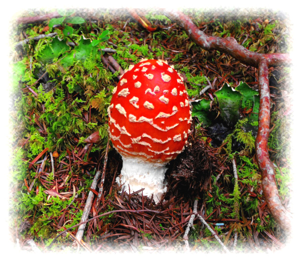 �x�m�R�䒆���E���-������@2�@�@�@�@���b�ɏo�Ă���x�j�e���O�_�P�A�������ŃL�m�R