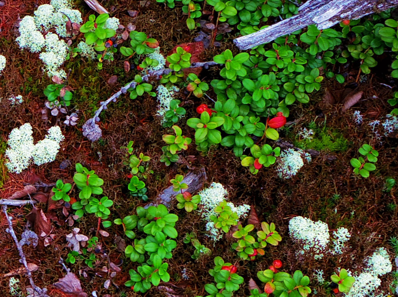 �x�m�R�䒆���E���t�߂ɂā@�@�@�R�P�����ƃ~���}�n�i�S�P