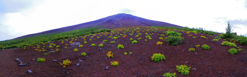 �x�m�R�䒆���E���-����x�@�Q�@�@�@�X�R���A�ɐ�����p�C�I�j�A�A���Q