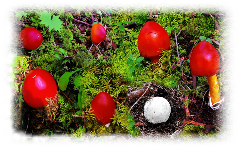 �x�m�R�䒆���E���-������@�P�@�^�}�S�_�P�A�����^�}�S�̊k��j��Ԃ������o�Ă��܂��B