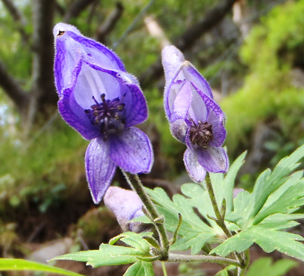 �x�m�R�䒆���E������@�P�@�@�@�@�g���J�u�g�i�����j�������ς�