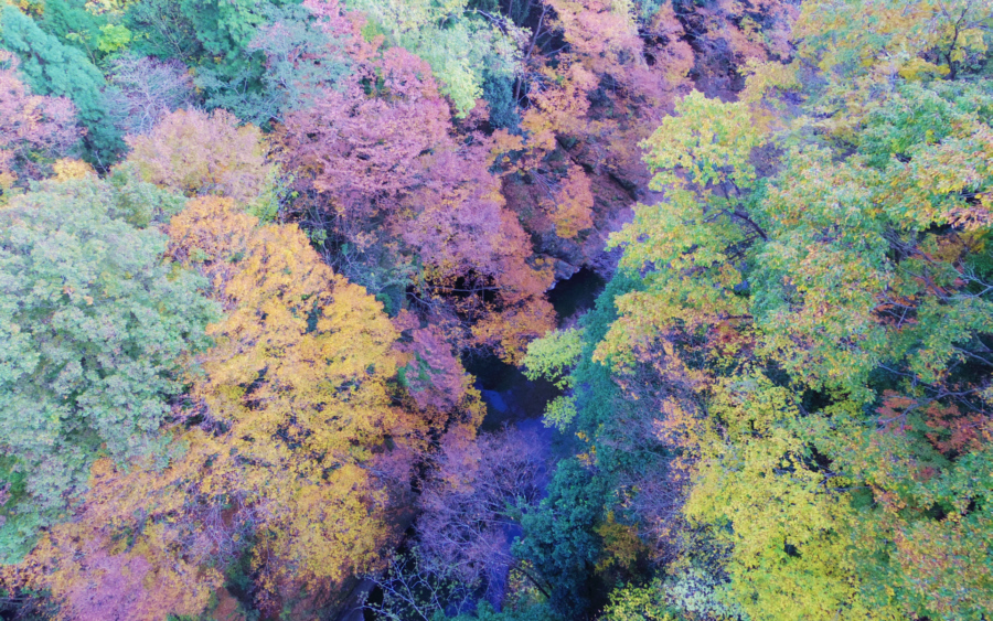 11���@�j��̍g�t