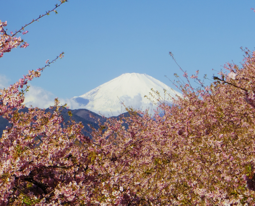 ���c�R�������������Ղ���̕x�m�W�]�䂩��