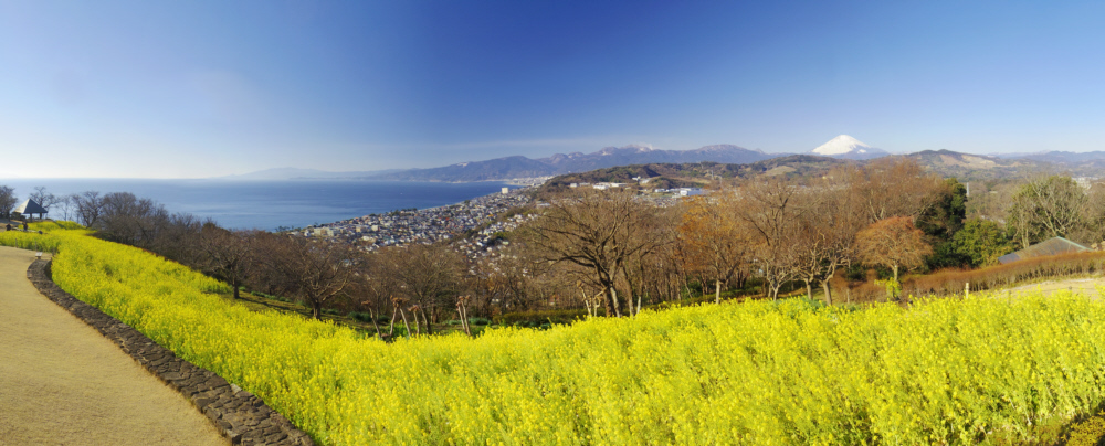 ��ȎR����̍؂̉ԂƑ��͘p�ƕx�m�R�@�@�@�@2016.01.27