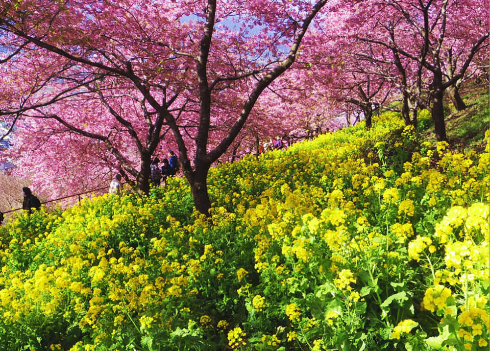 3���@���c�R�̉͒Í��ƍ؂̉�