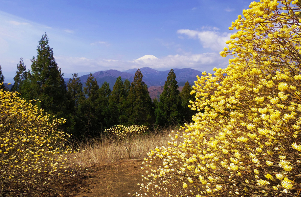 4���@�@�~�c�o�x�R������̃~�c�}�^�ƕx�m�R