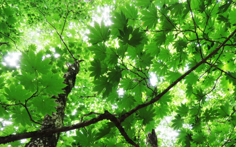 7���@�O���R�Ŕ��������@��؎R�|�哴�R�̃u�i��