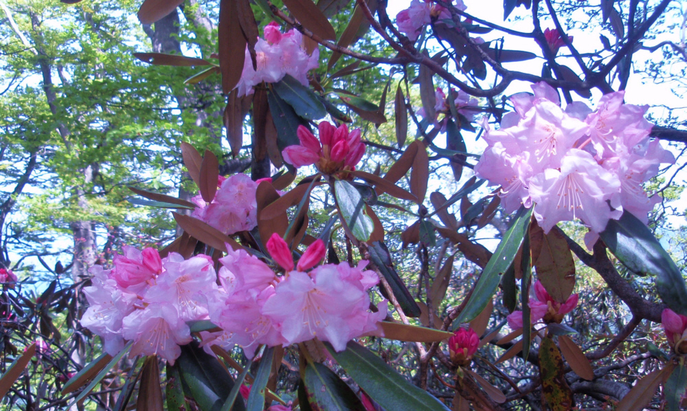 5���@�V��R�@���؈�ࣂɃV���N�i�Q���J