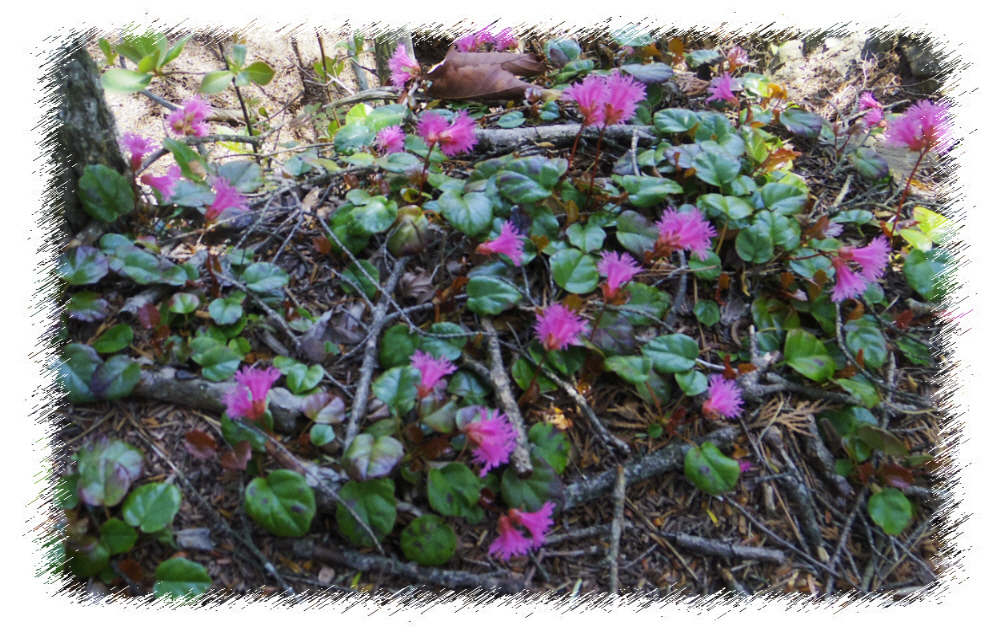 5���@��q�R��V���E�����R�[�X�̃C���J�K�~