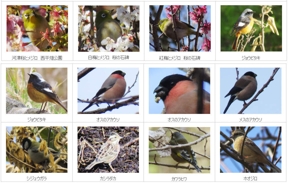 �������j�Ռ����̐Δ�܂ŕ����ƃA�J�E�\�ɉ�܂�