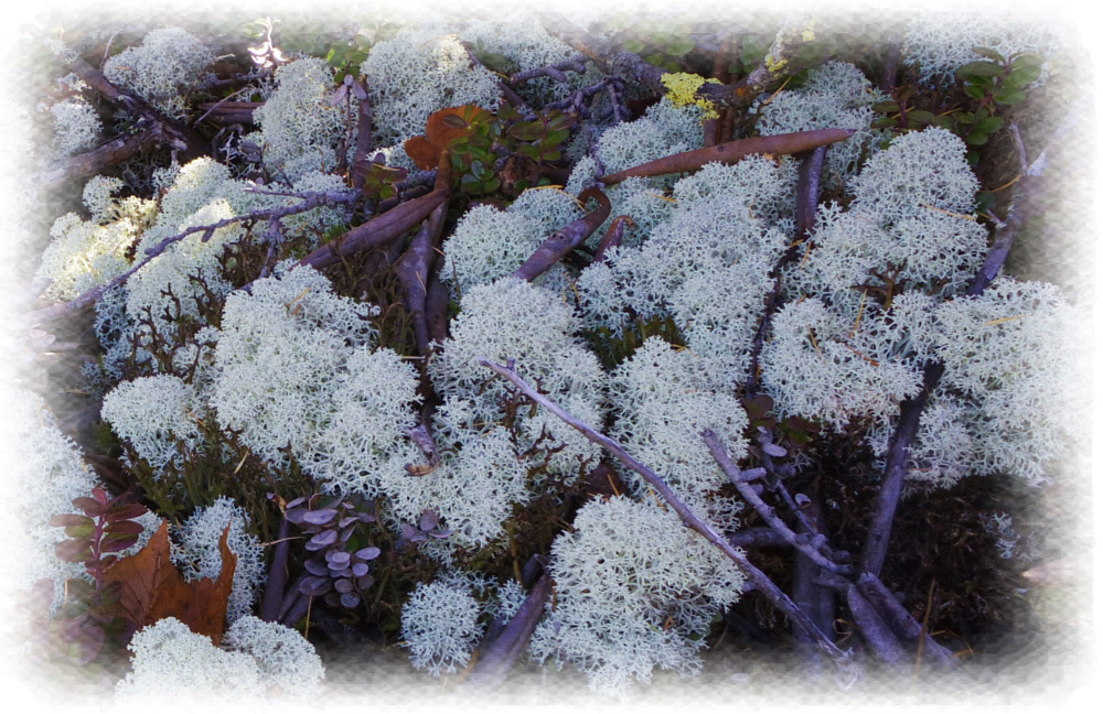 10���@�x�m�R�䒆���@�~���}�n�i�S�P