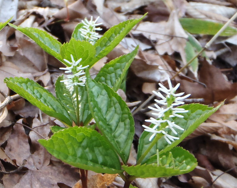 �S���@�@�ؔ��R�����`���u���Ńq�g���V�Y�J���Q���B