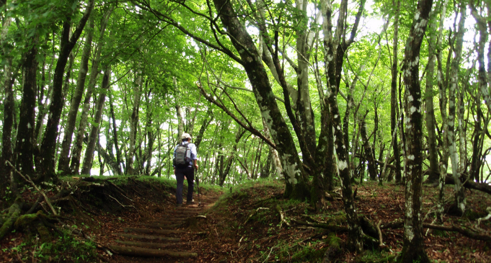 6���@�犄�R�|���ۂ̃u�i�т̔�������