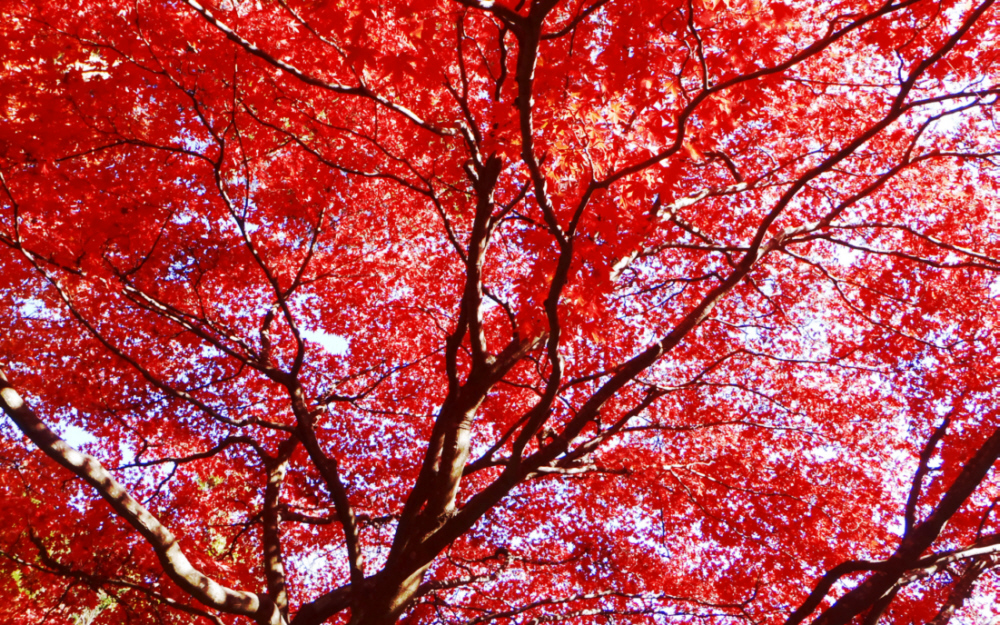 ��R������R���̍g�t�@2012.11.25