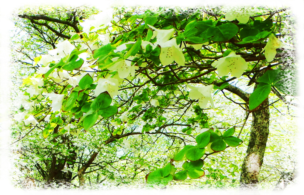 5���@�w���ۂ̃V�����V�����J