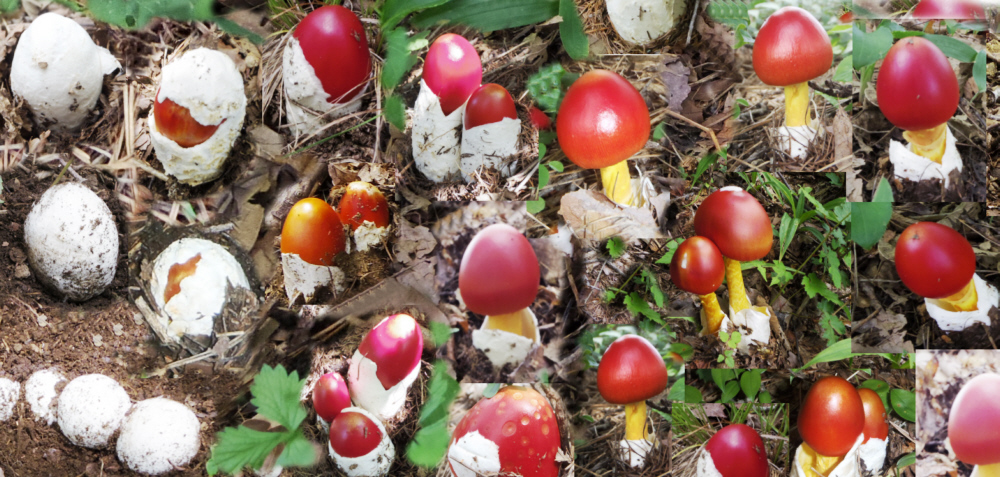 7���@�V�q�R�@�^�}�S�_�P