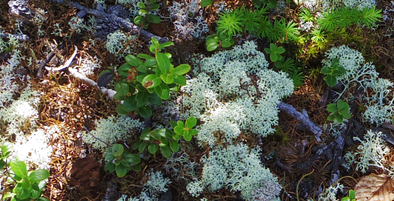 �x�m�R�䒆���̌��t�߂ɂā@�~���R�n�i�S�P�ƃR�P����