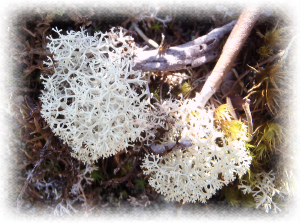 富士山御中道のミヤマハナゴケ