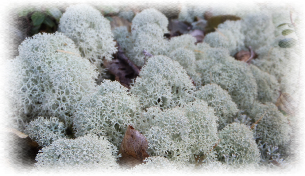 富士山御中道のミヤマハナゴケ