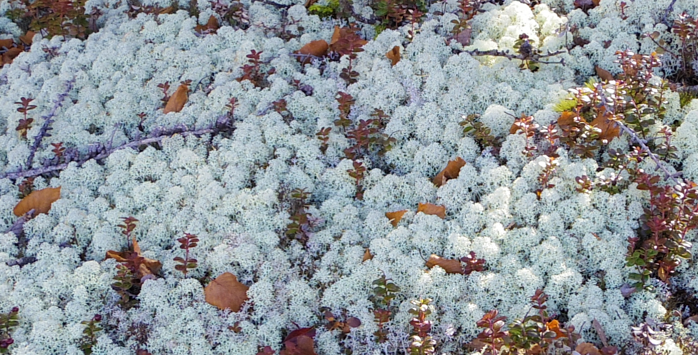 �@�x�m�R�䒆���̌��t�߂ɂā@�~���R�n�i�S�P�̌Q��