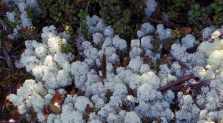 富士山御中道のミヤマハナゴケ