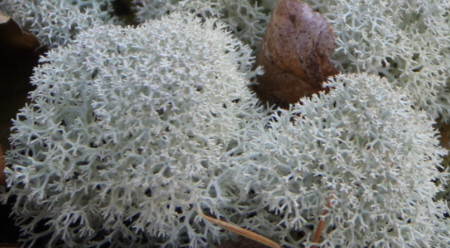 富士山御中道のミヤマハナゴケ