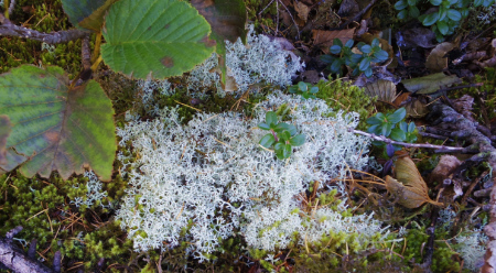 富士山御中道のミヤマハナゴケ