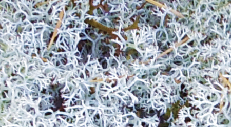 富士山御中道のミヤマハナゴケ