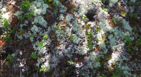 富士山御中道のミヤマハナゴケ
