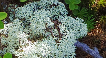 富士山御中道のミヤマハナゴケ