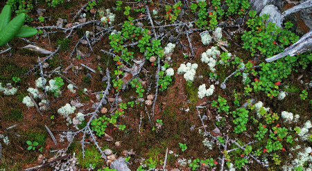 富士山御中道のミヤマハナゴケ