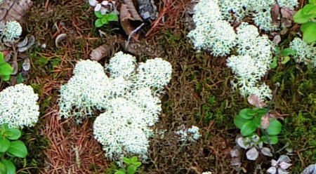 富士山御中道のミヤマハナゴケ