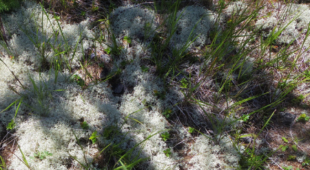 富士山三辻付近のミヤマハナゴケ