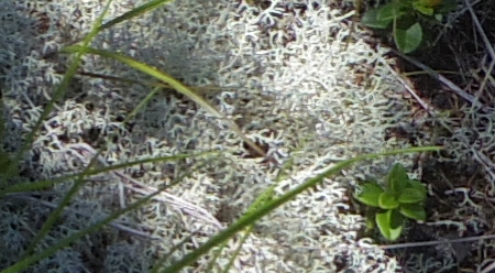 富士山三辻付近のミヤマハナゴケ