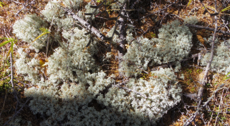 富士山三辻付近のミヤマハナゴケ