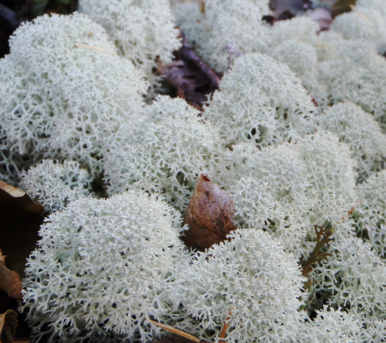 富士山御中道のミヤマハナゴケ
