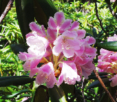 ハクサンシャクナゲ