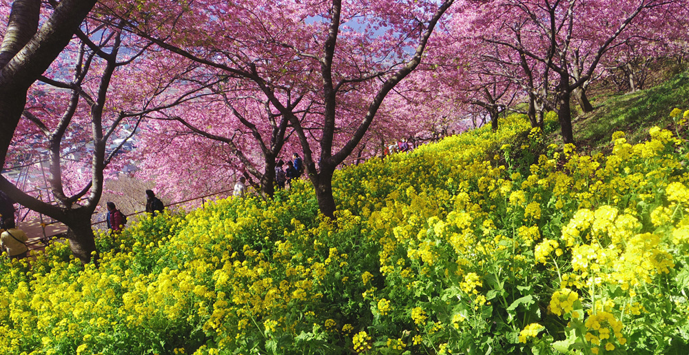 松田山の河津桜と菜の花