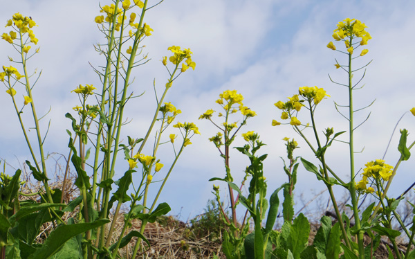 菜の花