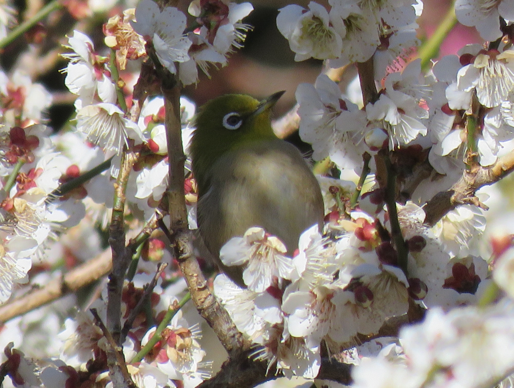 白梅とメジロ