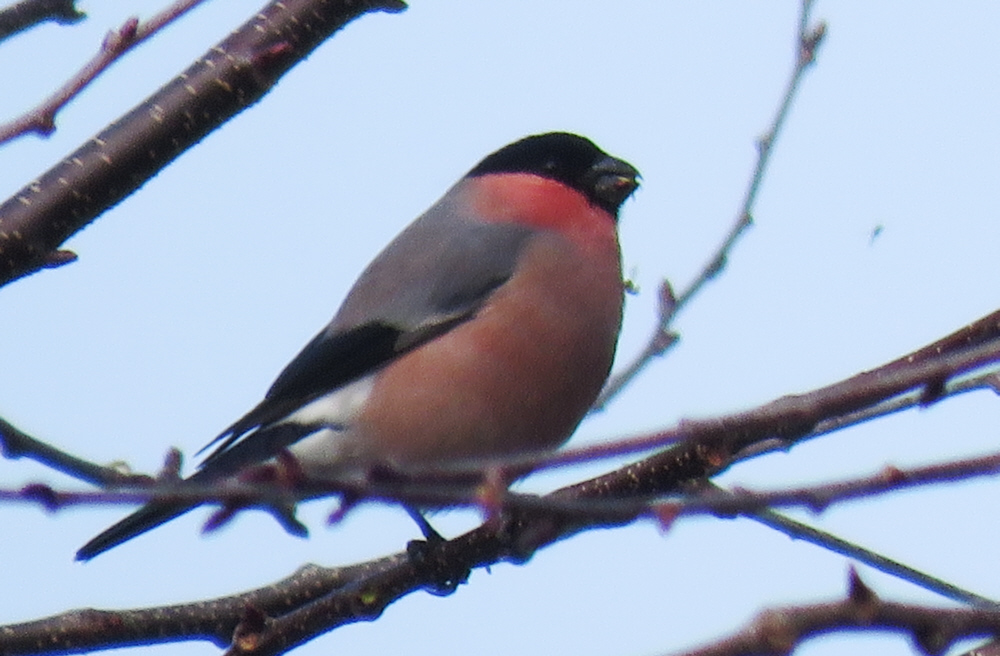 オスのアカウソ