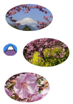菜の花　河津桜　富士山