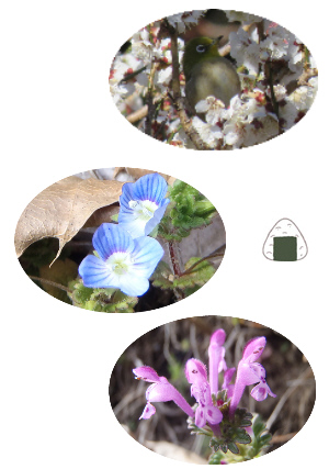 メジロ　オオイヌノフグリ　ホトケノザ