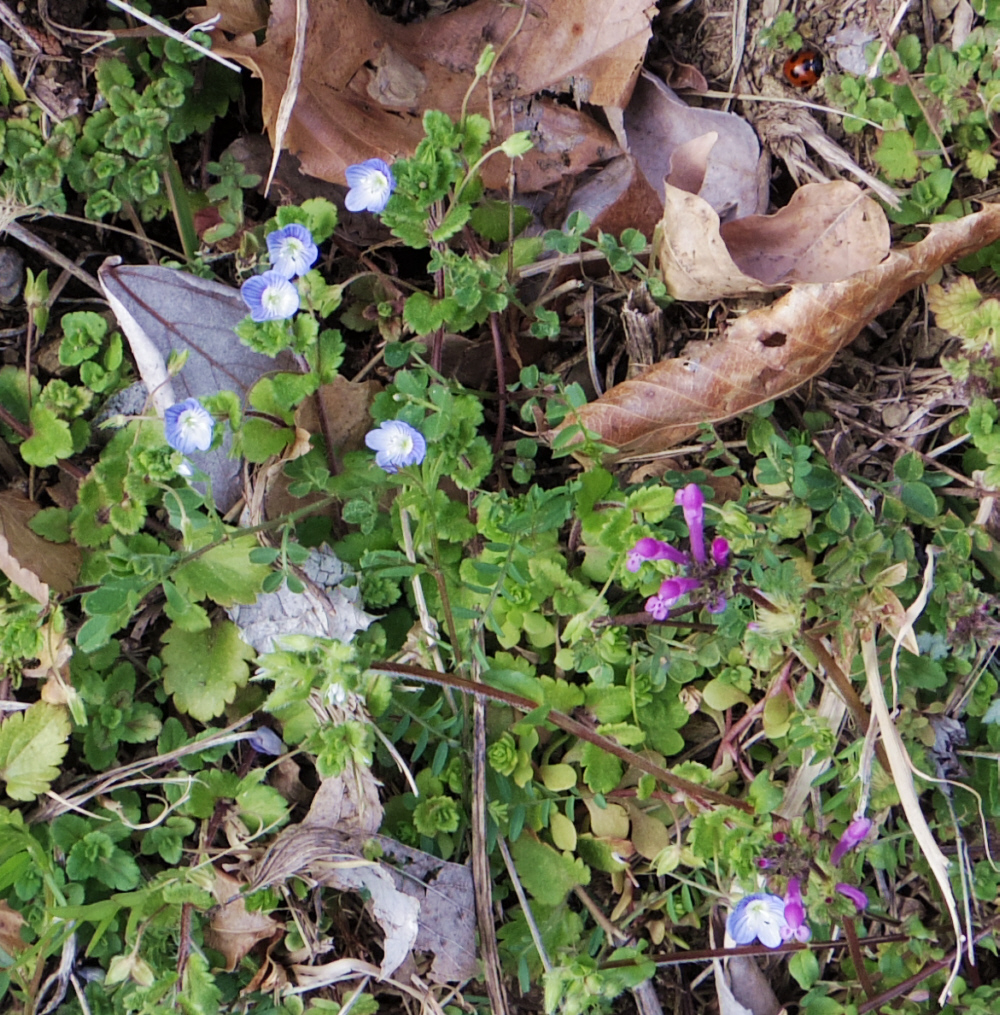 オオイヌノフグリ