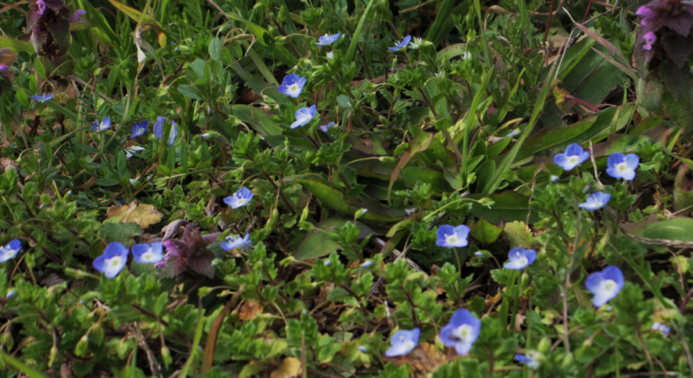 オオイヌノフグリ