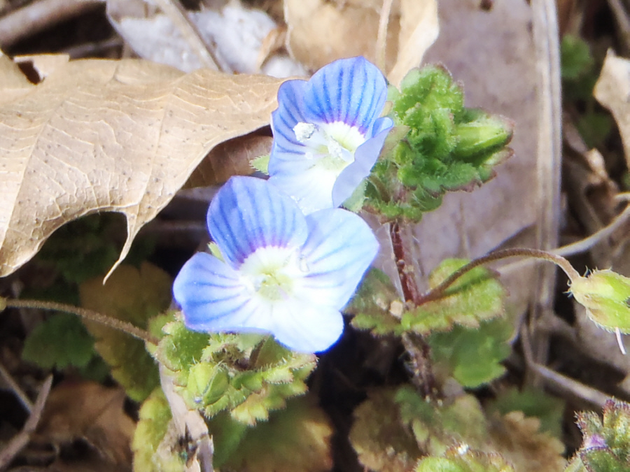 オオイヌノフグリ