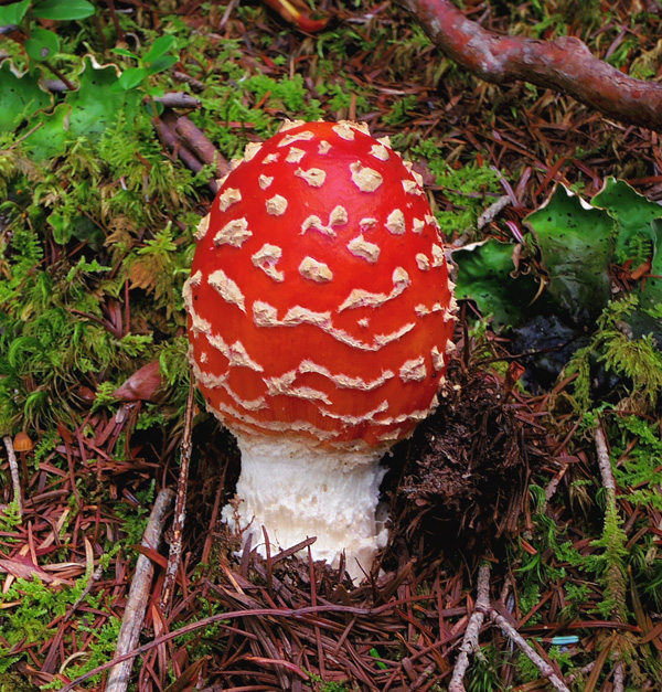 ベニテングダケ